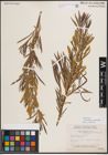 Foto von Salix exigua var. pedicellata (Andersson) Cronquist